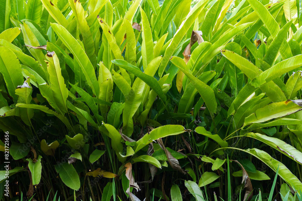 Naklejka premium beautifully arranged background of leaves is natural pattern of leaves that occurs by itself and background images of leaves are also commonly used for adding text onto empty space of the background