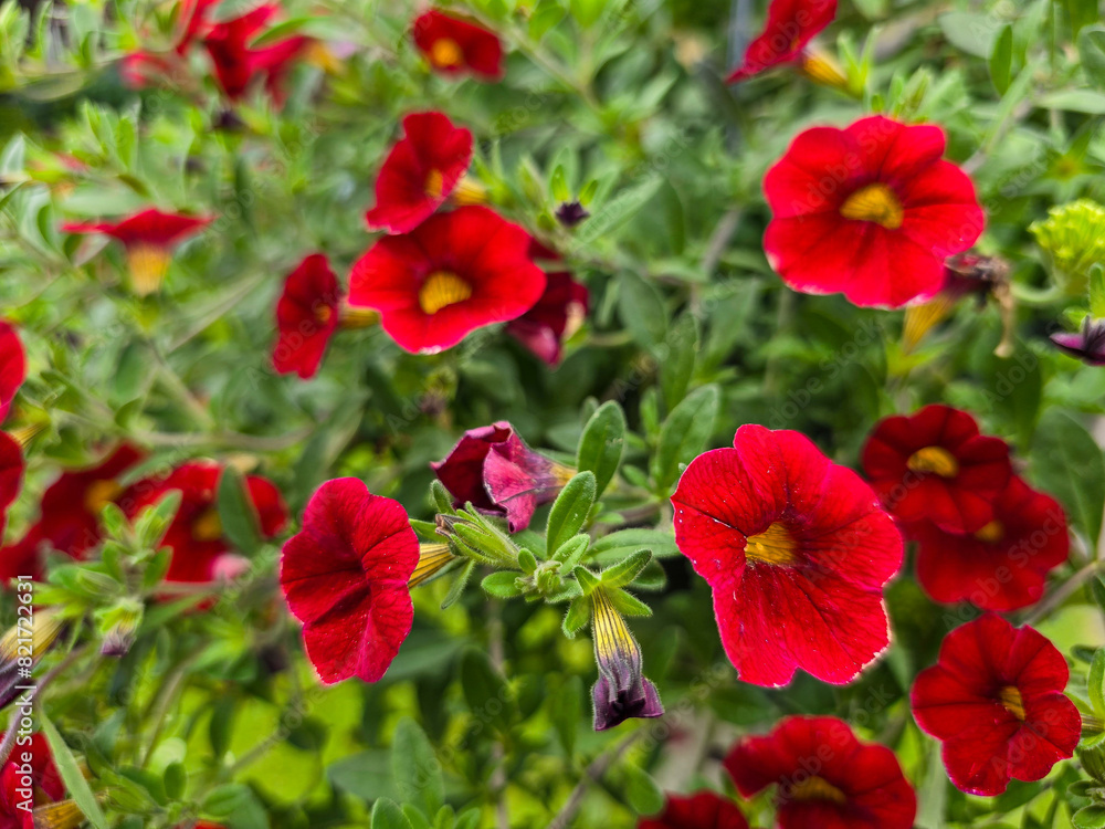 red campsis or trumpet creeper flowers in the garden red campsis or trumpet creeper flowers in the garden
