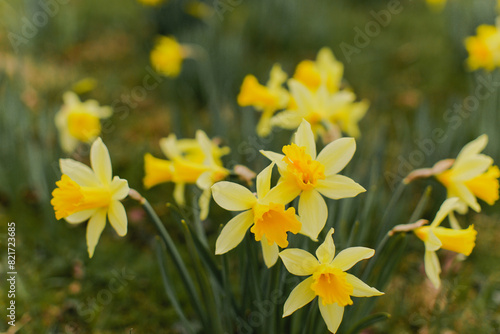 Proud Yellow Daffodils Stand Tall in Field in Full Bloom of Spring