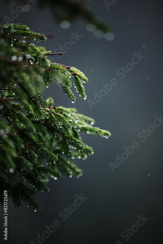 Fresh rain droplets glistening on vibrant green pine branches
