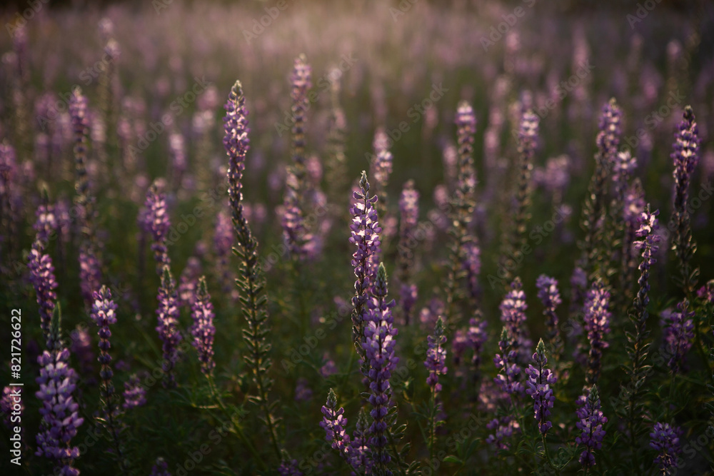 Obraz premium Field of purple lupine at sunset