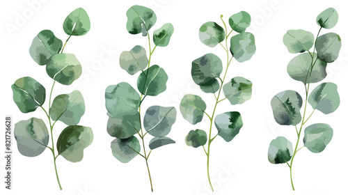 Eucalyptus leaves watercolor Four . Hand painting flower photo