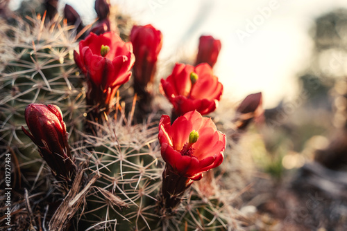 Fototapeta Close Up Of Red Flowering Cactus At Sunrise