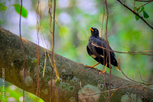 Indonesia small bird perching on tree photo