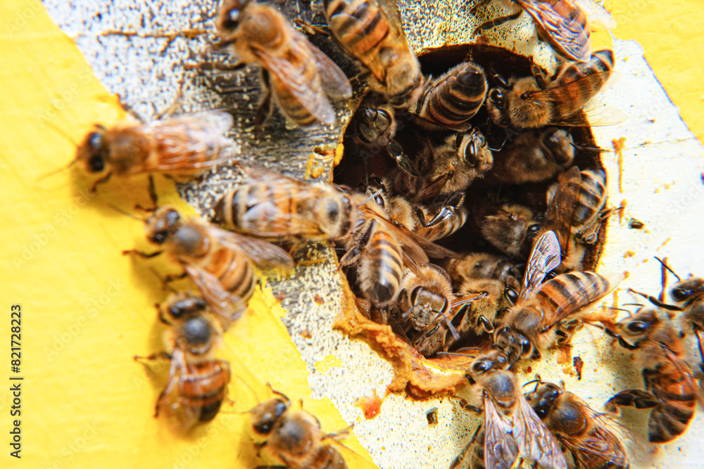 Honeybees at the entrance to a beehive. Honeybees at the entrance to a beehive.
