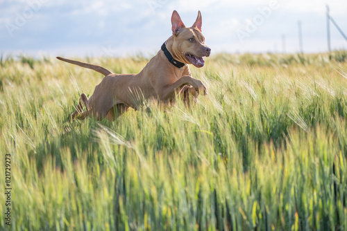 A purebred American pit bull terrier plays outdoors.