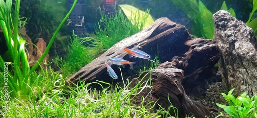Neon tetras in aquarium 1