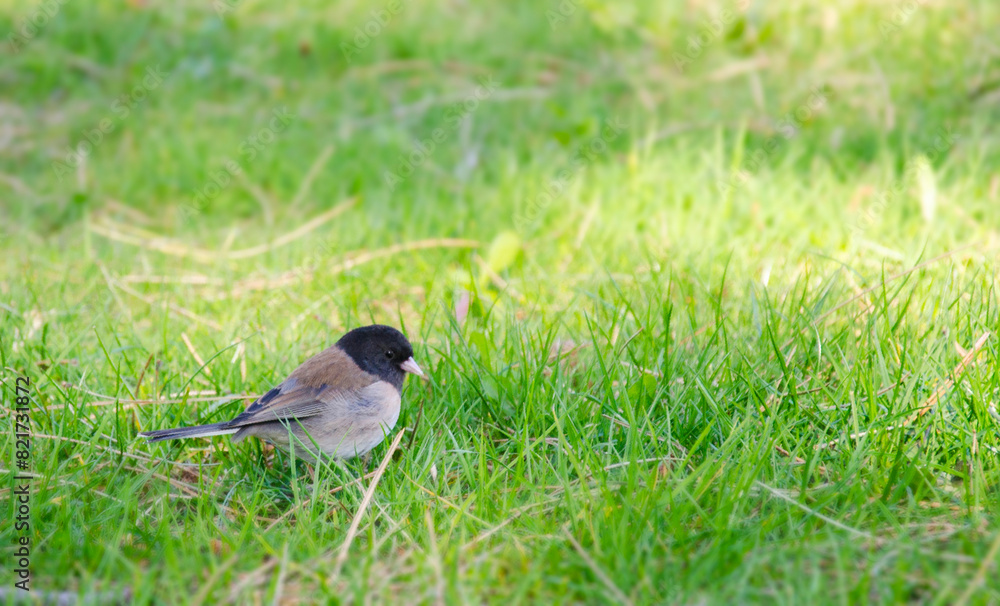 Obraz premium Bird in the grass