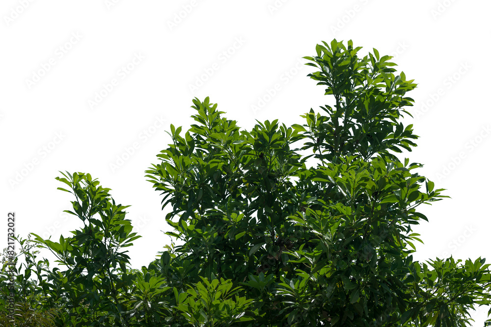 treesPNG treesPNG