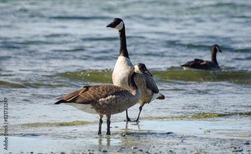 Canada goose on the shore 3