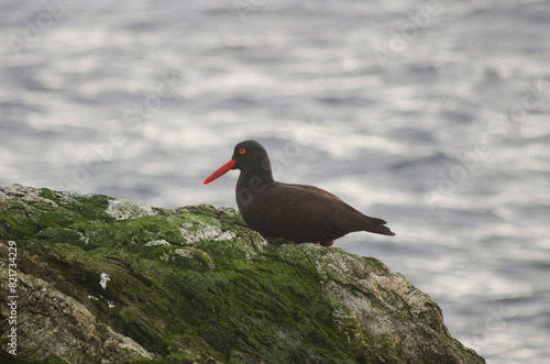 Oystercatcher on the rocks