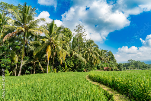 View of rice fields with walking paths in Bali