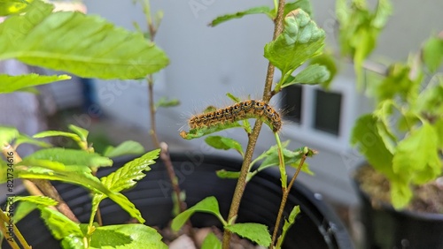Orange and black caterpillar on a twig