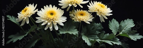 chrysanthemum flowers and leaves on plain black background from Generative AI