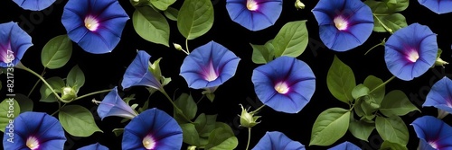 morning glory flowers and leaves on plain black background from Generative AI