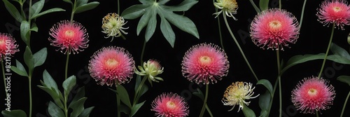 pincushion flowers and leaves on plain black background from Generative AI photo