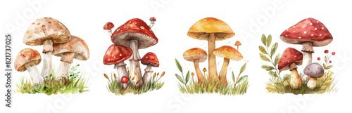 Watercolor forest mushrooms on an isolated background. Autumn various mushrooms png. Vector illustration