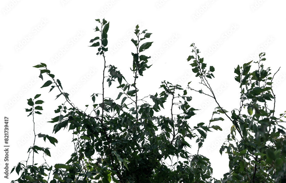 treesPNG treesPNG
