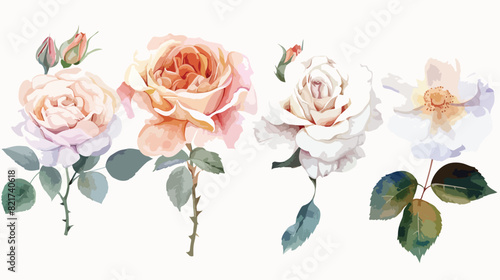 Four watercolor flowers pink and white roses. illustration