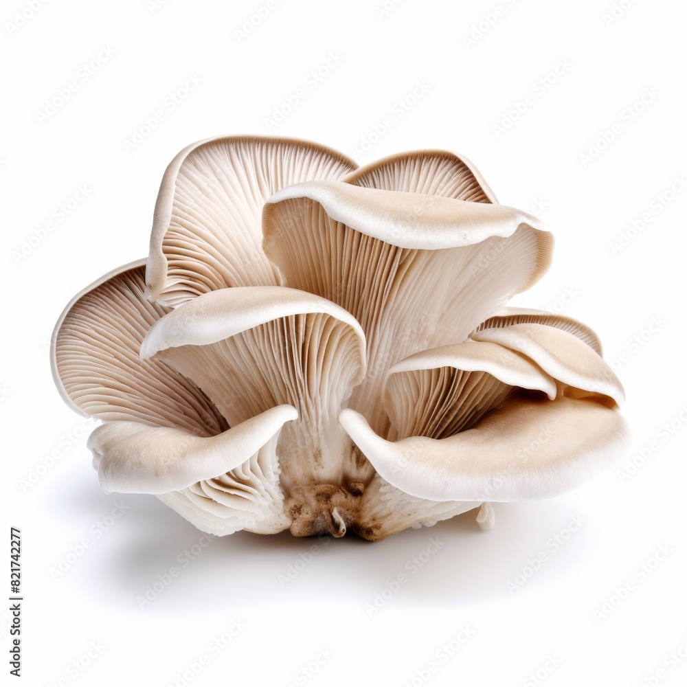 oyster mushroom on white background oyster mushroom on white background