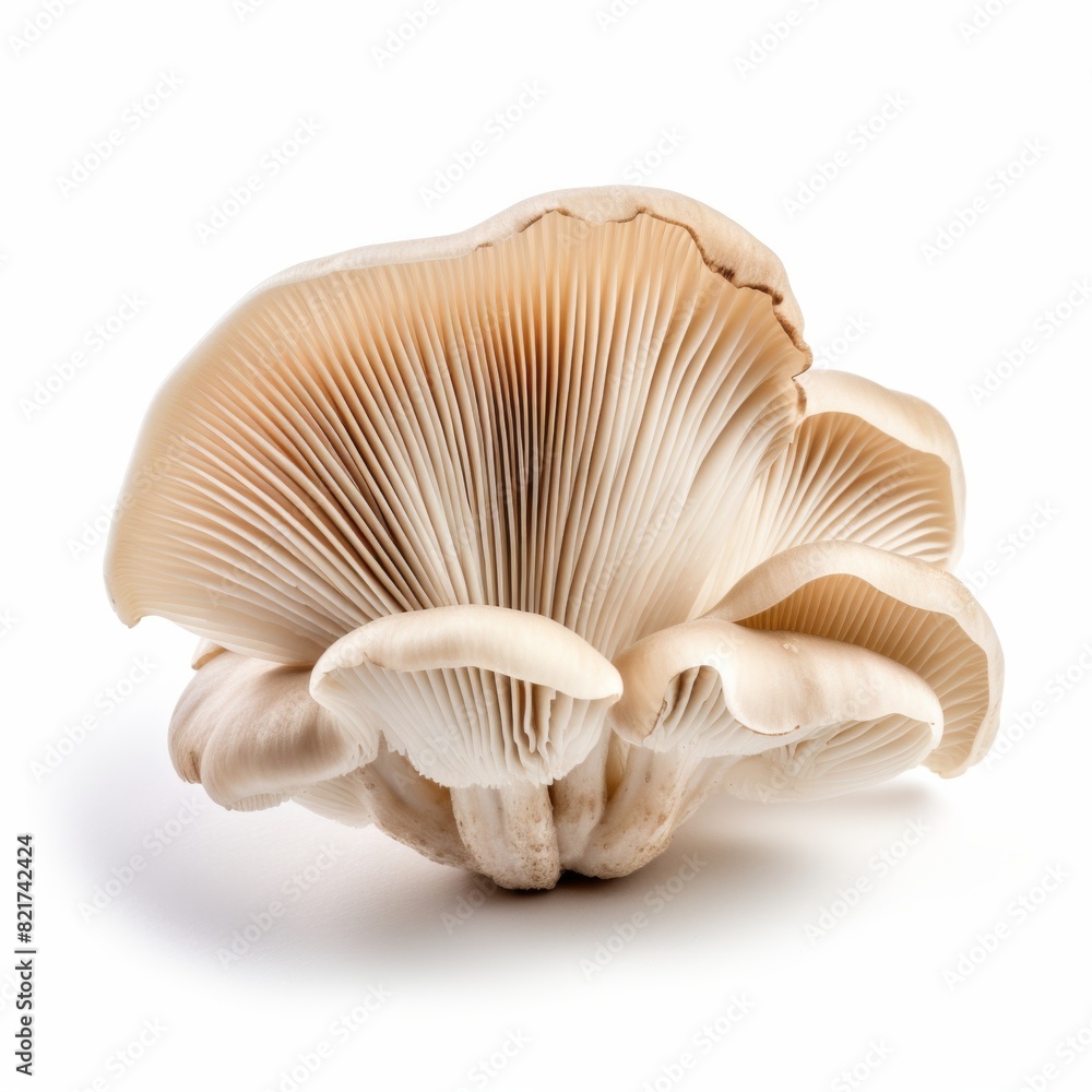 oyster mushroom on white background oyster mushroom on white background