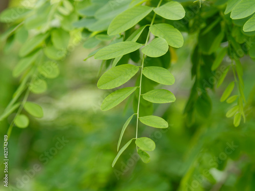 natural background with acacia leaves