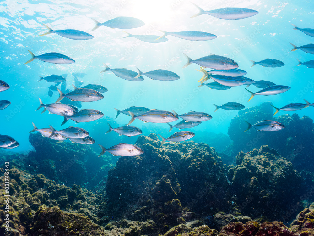 Fototapeta premium キビナゴの大群を襲う迫力あるカンパチとツムブリ(アジ科)の群れ。日本国静岡県伊豆半島賀茂郡南伊豆町中木から渡し船で渡るヒリゾ浜にて。 2022年夏水中撮影。Greater Amberjack (Seriola dumerili) and Rainbow Runner (Elagatis bipinnulata) (horse mackerel family) attacking a lar