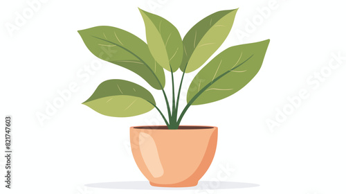 Green leaf houseplant in clay planter. Home and offic