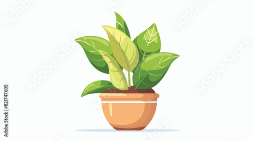 Green leaf houseplant in clay planter. Home and offic