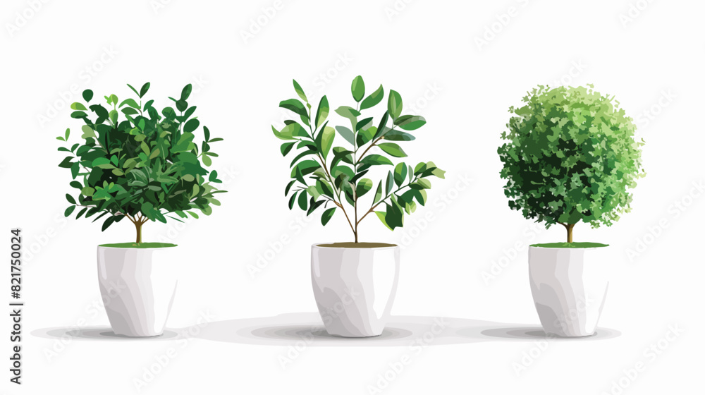 Green plant in pot for home and office decoration. 