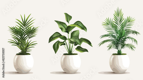 Green plant in pot for home and office decoration. 