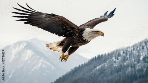 Eagle fly in snow Mountain Sit on Branch