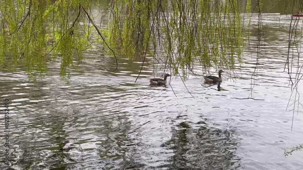 Two geese on the pond. Reflection of weeping willow branches with green leaves on the river water surface. Couple of geese floating on the lake.