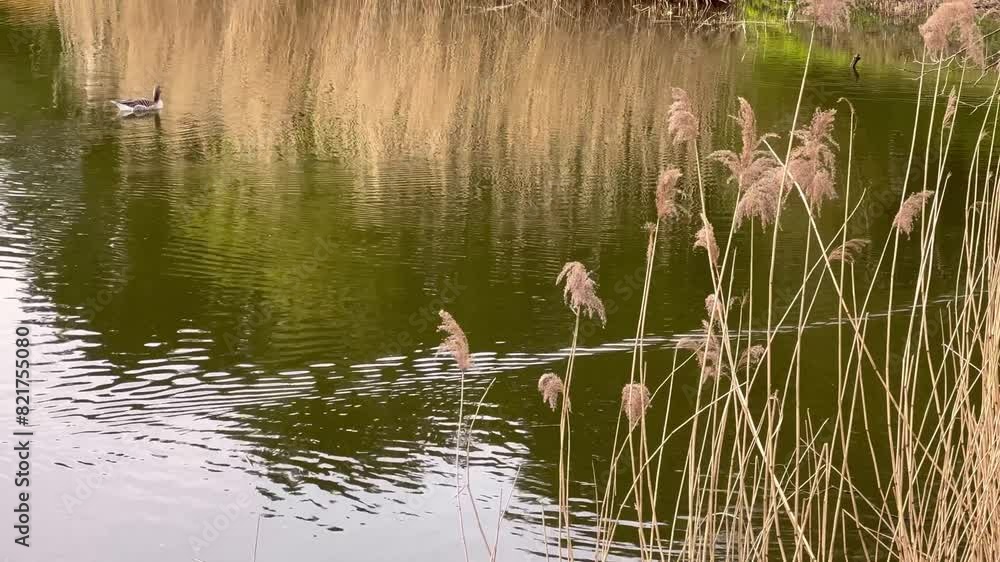 Planten un Blomen park in Hamburg, Germany. Park with pond footage. The birds floating in the pond. Planten un Blomen park in Hamburg, Germany. Park with pond footage. The birds floating in the pond.
