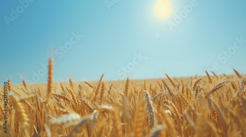 golden wheat field, blue sky, sunny day, supersharp, 8k photo