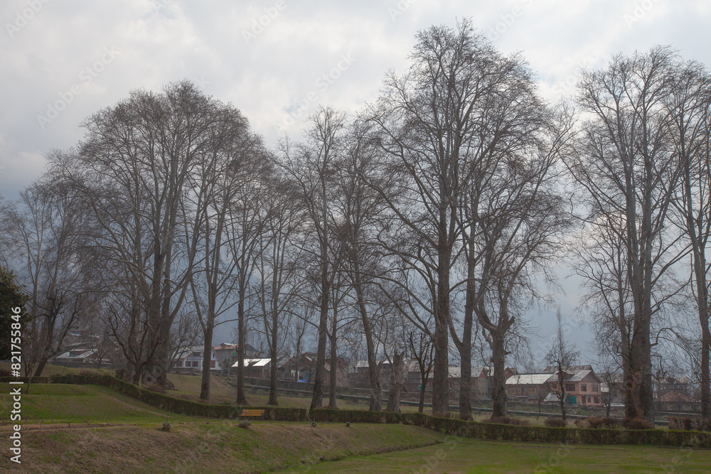 A park in Srinagar with large trees A park in Srinagar with large trees