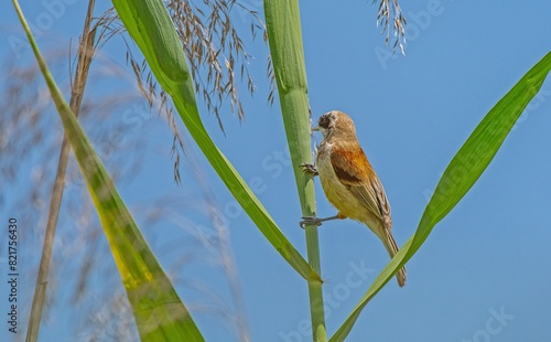 Eurasian Penduline Tit (Remiz pendulinus) lives near freshwater where Willow trees are found. It is seen in suitable habitats in Asia and Europe.