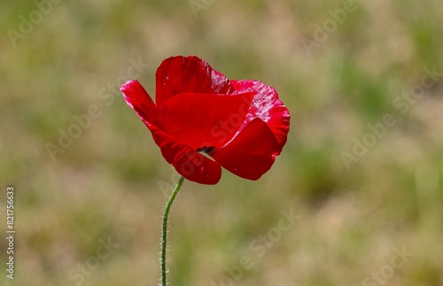 Poppy (Papaver rhoeas) is an annual plant species from the poppy family (Papaveraceae) with a very wide distribution area in the world.