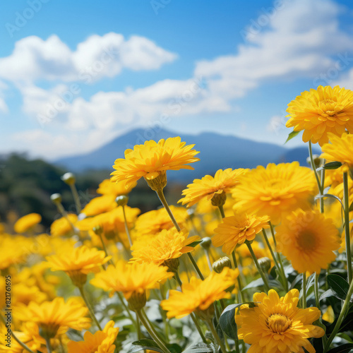 yellow Chrysanthemum agriculture field photo