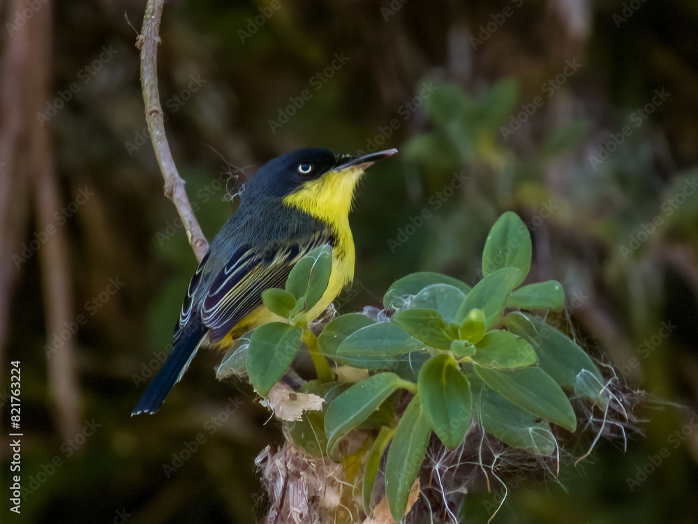 Fototapeta premium Common Tody-Flycatcher Todirostrum cinereum in Costa Rica