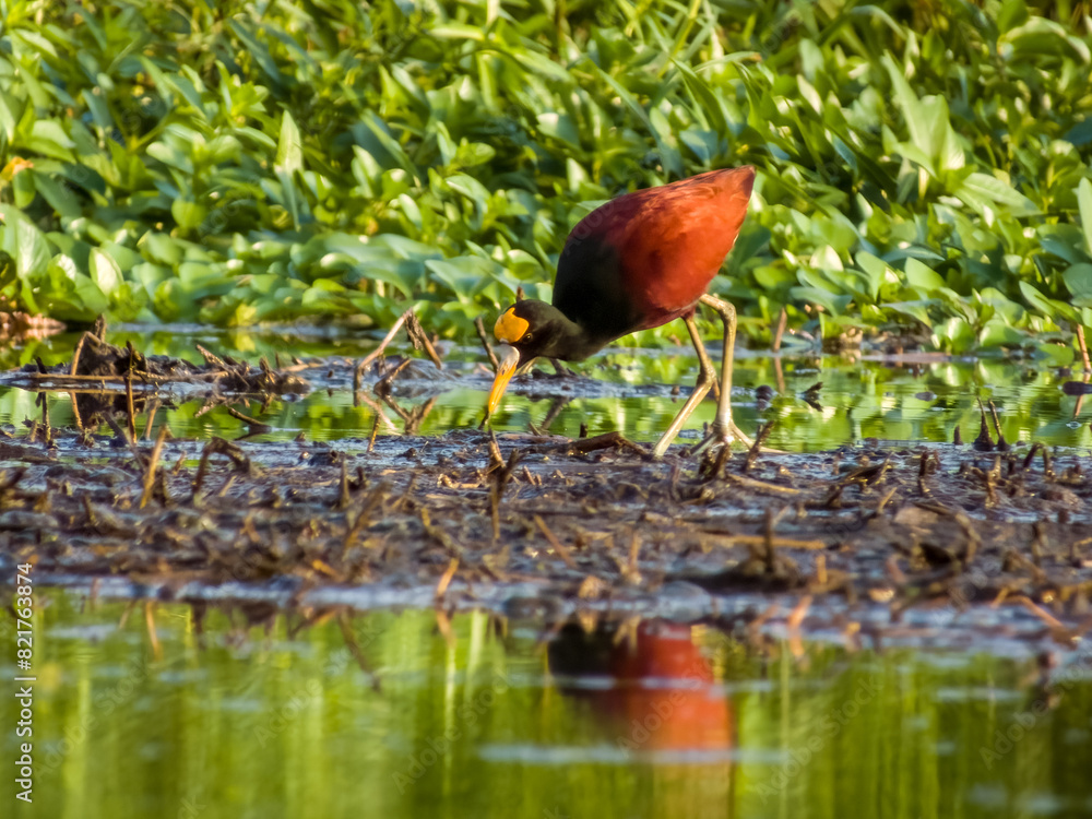 Northern Jacana Jacana spinosa in Costa Rica Northern Jacana Jacana spinosa in Costa Rica