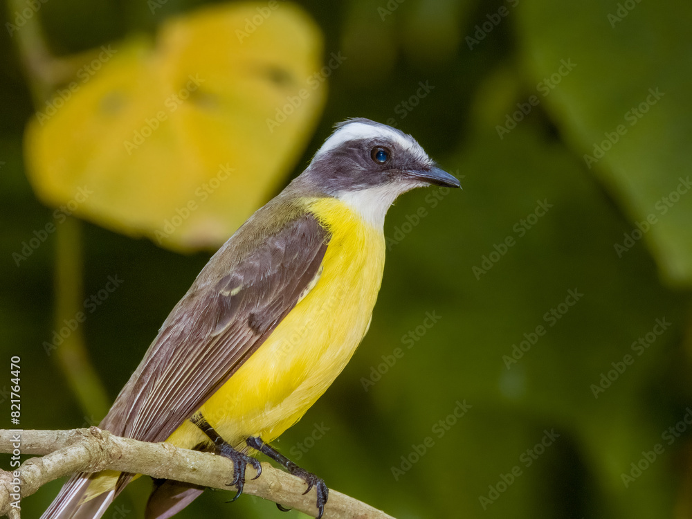 Fototapeta premium Social Flycatcher Myiozetetes similis in Costa Rica