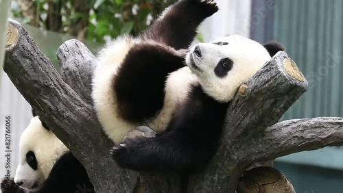 Close up Happy Fluffy Panda, Wolong Giant Panda Nature Reserve, Shenshuping, China photo