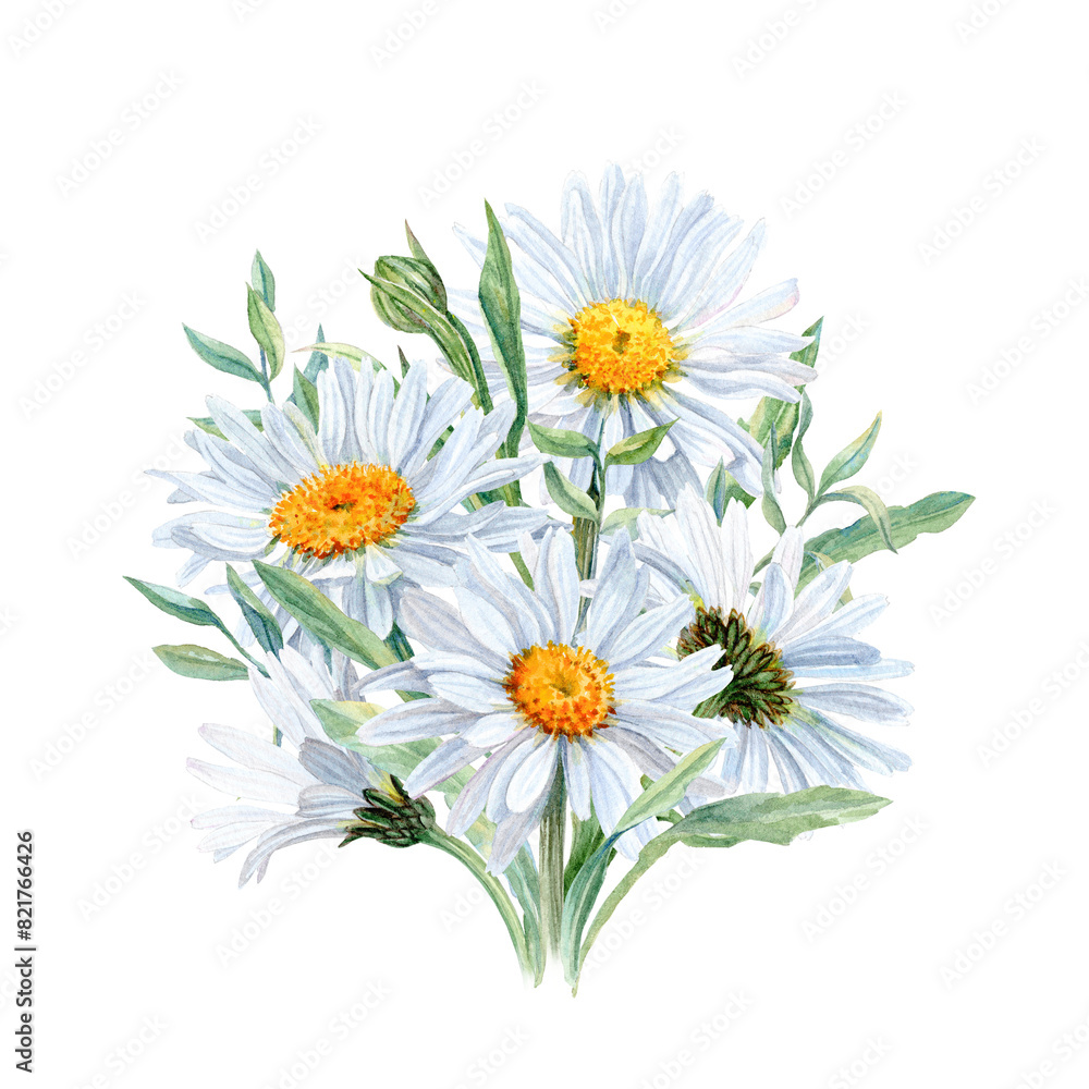 Chamomiles Bouquet. Aquarelle Illustration Chamomiles Bouquet. Aquarelle Illustration