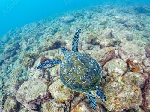                                                                                                                                                                                        2022                       The Beautiful and large green sea turtle  Chelonia mydas  family Turtles .   Hirizohama beach  by ferry from Nakagi  Minami-