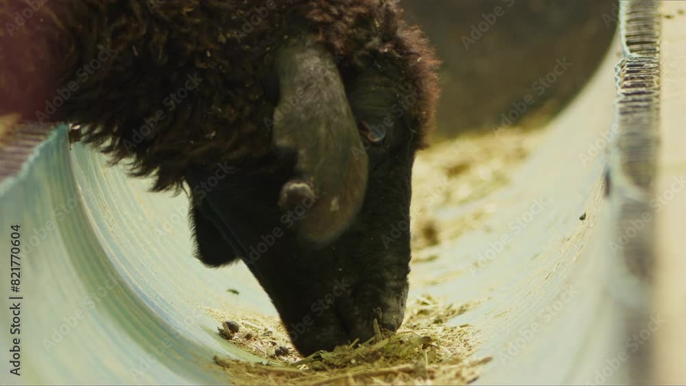 Sheep and Goats Prepared for Eid al-Adha in Islam Sheep and Goats Prepared for Eid al-Adha in Islam