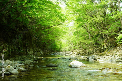渓流　新緑　若葉　水
