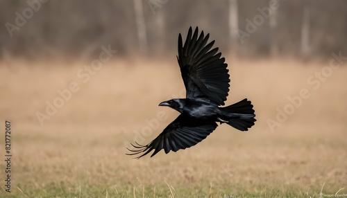 A Crow With Its Wings Spread Wide Gliding Effortl © Roxy