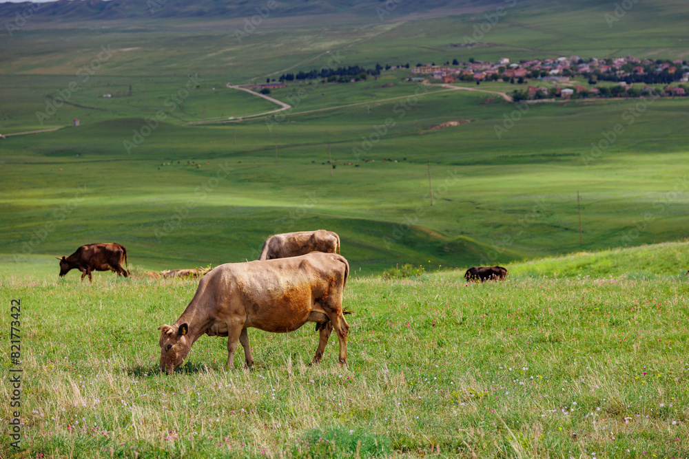 Cows grazing in field on pasture farmland. Cow eating grass in mountains on beautiful green hills background in Georgia Cows grazing in field on pasture farmland. Cow eating grass in mountains on beautiful green hills background in Georgia