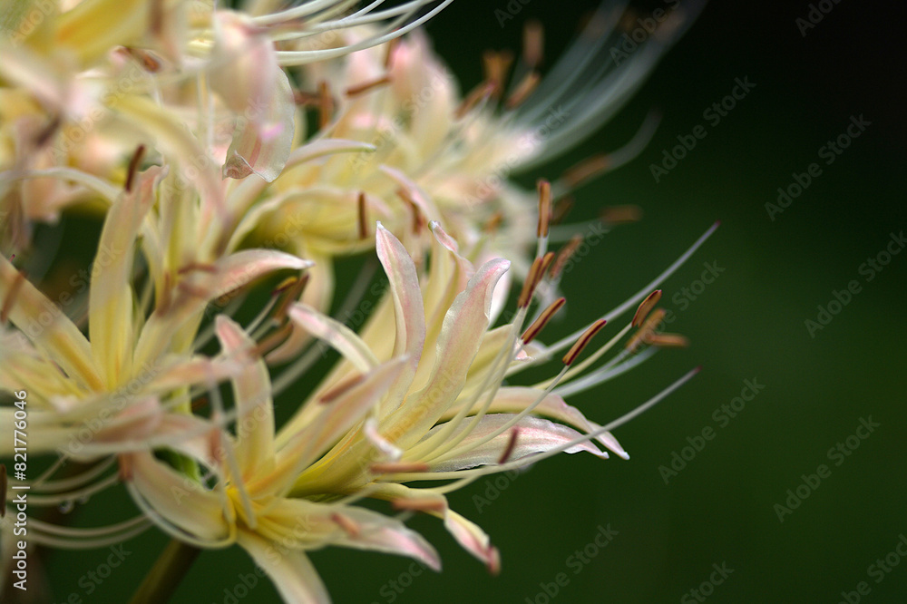 close up of white spider lily close up of white spider lily